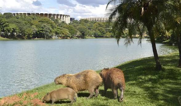 Capivara