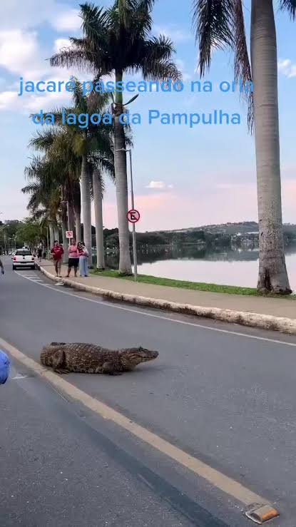 Jacaré